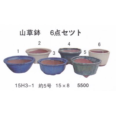 画像1: ミニ盆栽鉢セット（５号６品）