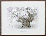 「淡墨桜（生々満開）」　作者/広森雄