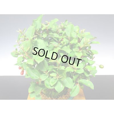 画像6: 一才ぐみ 貴風盆栽