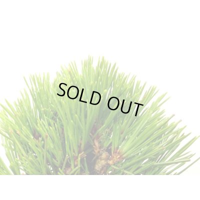 画像6: 錦松 小品盆栽素材