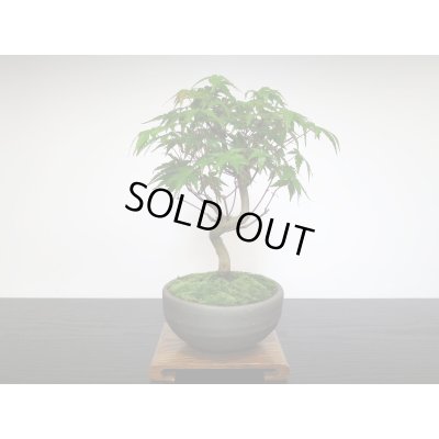 画像4: 山もみじ 小品盆栽