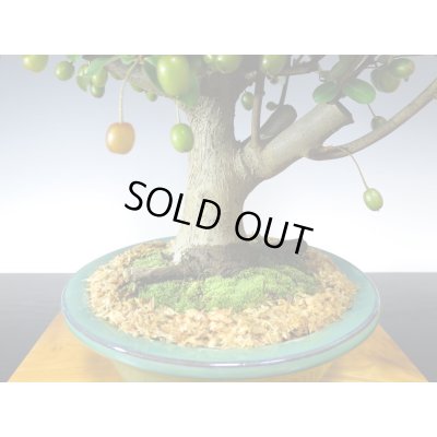 画像5: 一才ぐみ 貴風盆栽