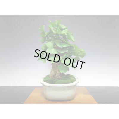 画像7: 乳銀杏　貴風盆栽