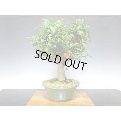 画像8: 一才ぐみ 貴風盆栽