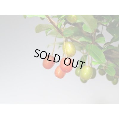 画像3: 一才ぐみ 貴風盆栽