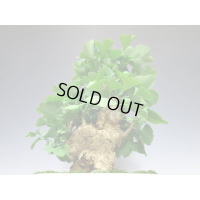 画像3: 乳銀杏　貴風盆栽