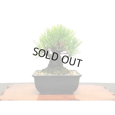 画像7: 錦松 小品盆栽素材