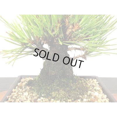 画像5: 錦松 小品盆栽素材