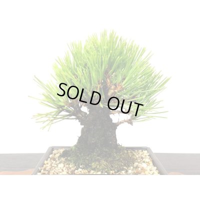 画像4: 錦松 小品盆栽素材