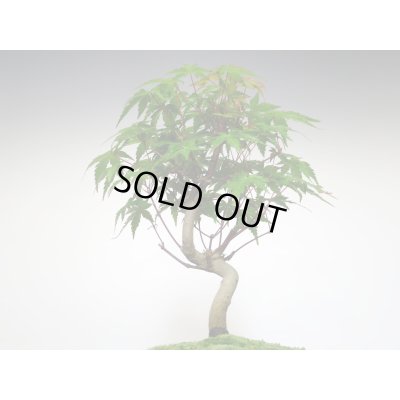 画像3: 山もみじ 小品盆栽