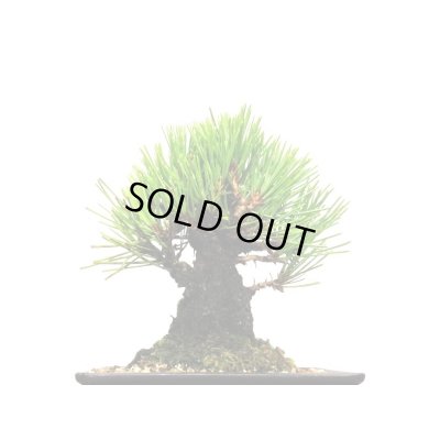 画像9: 錦松 小品盆栽素材