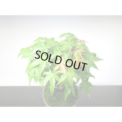 画像6: 山もみじ 小品盆栽