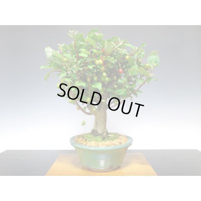 画像7: 一才ぐみ 貴風盆栽