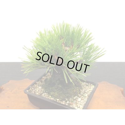 画像3: 錦松 小品盆栽素材