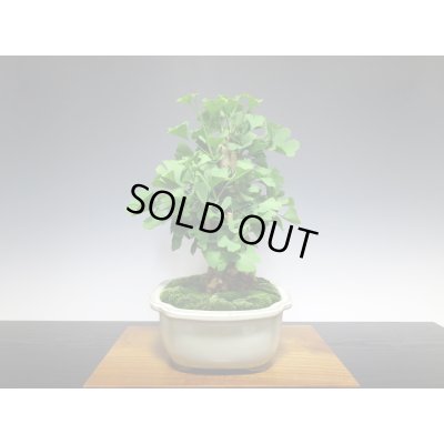 画像8: 乳銀杏　貴風盆栽