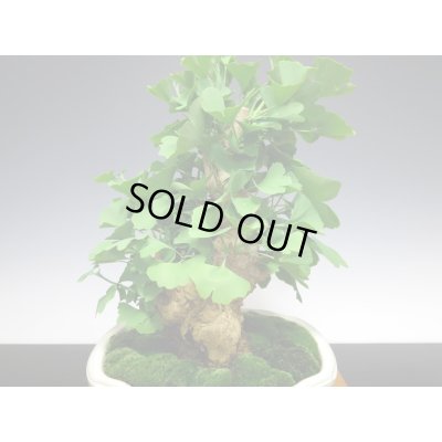 画像6: 乳銀杏　貴風盆栽