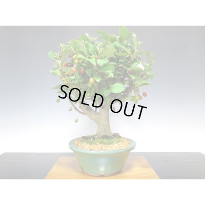 画像4: 一才ぐみ 貴風盆栽