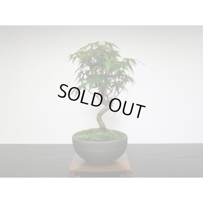 画像7: 山もみじ 小品盆栽