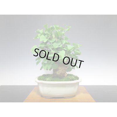 画像4: 乳銀杏　貴風盆栽