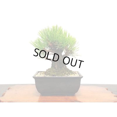 画像8: 錦松 小品盆栽素材