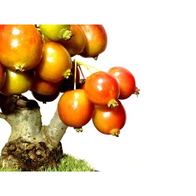 画像3: 姫リンゴ　小品盆栽