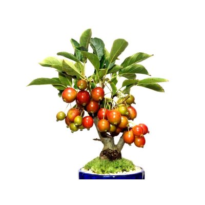 画像6: 姫リンゴ　小品盆栽