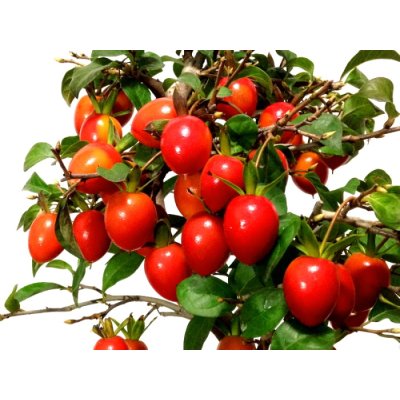 画像9: 老爺柿 「紅光」 貴風盆栽