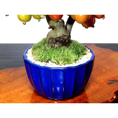 画像9: 姫リンゴ　小品盆栽