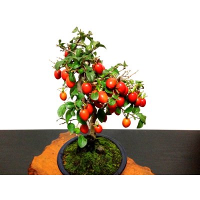 画像6: 老爺柿 「紅光」 貴風盆栽