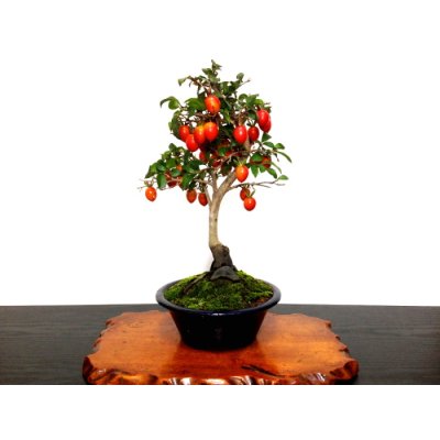 画像3: 老爺柿 「紅光」 貴風盆栽