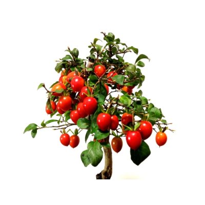 画像4: 老爺柿 「紅光」 貴風盆栽