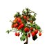 画像4: 老爺柿　「紅光」　貴風盆栽