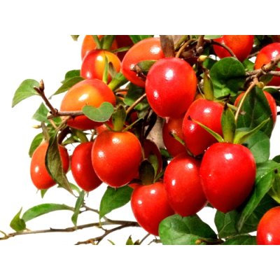 画像8: 老爺柿 「紅光」 貴風盆栽
