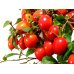 画像8: 老爺柿　「紅光」　貴風盆栽