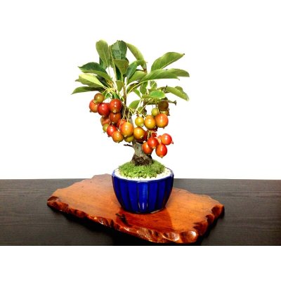 画像4: 姫リンゴ　小品盆栽