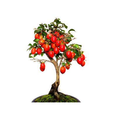 画像7: 老爺柿 「紅光」 貴風盆栽