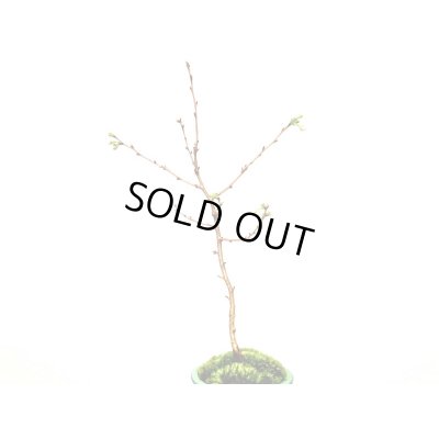 画像4: 信濃寒桜　貴風盆栽素材