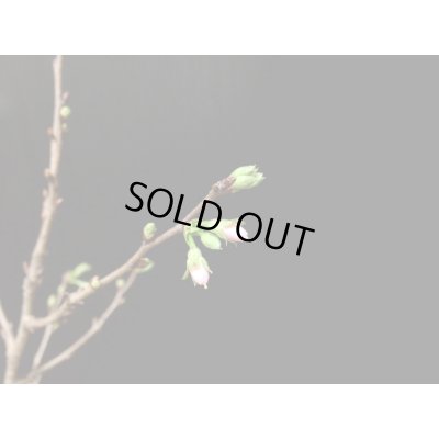 画像3: 信濃寒桜　貴風盆栽素材