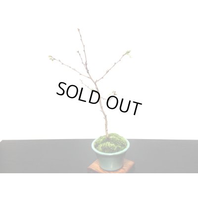 画像6: 信濃寒桜　貴風盆栽素材