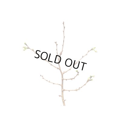 画像5: 信濃寒桜　貴風盆栽素材