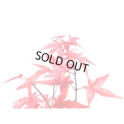 画像7: 出猩々もみじ 小品盆栽素材