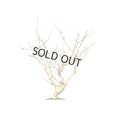 画像5: 紫式部　貴風盆栽