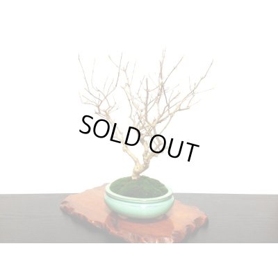 画像8: 紫式部　貴風盆栽