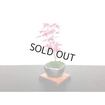 画像5: 出猩々もみじ 小品盆栽素材