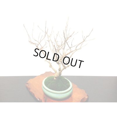 画像9: 紫式部　貴風盆栽