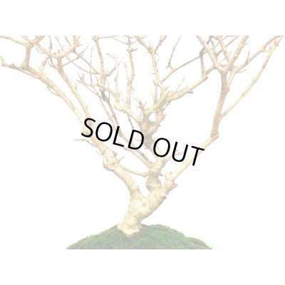 画像6: 紫式部　貴風盆栽