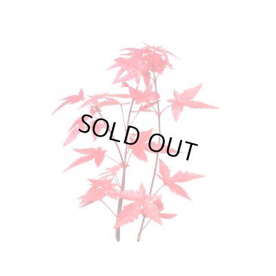 画像6: 出猩々もみじ 小品盆栽素材