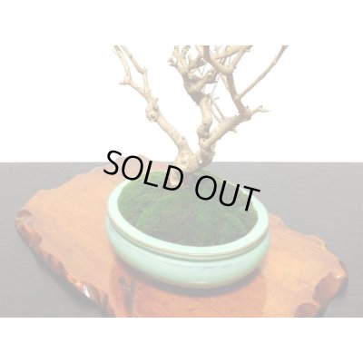 画像4: 紫式部　貴風盆栽