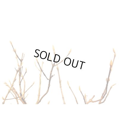 画像7: 紫式部　貴風盆栽