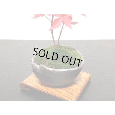 画像4: 出猩々もみじ 小品盆栽素材
